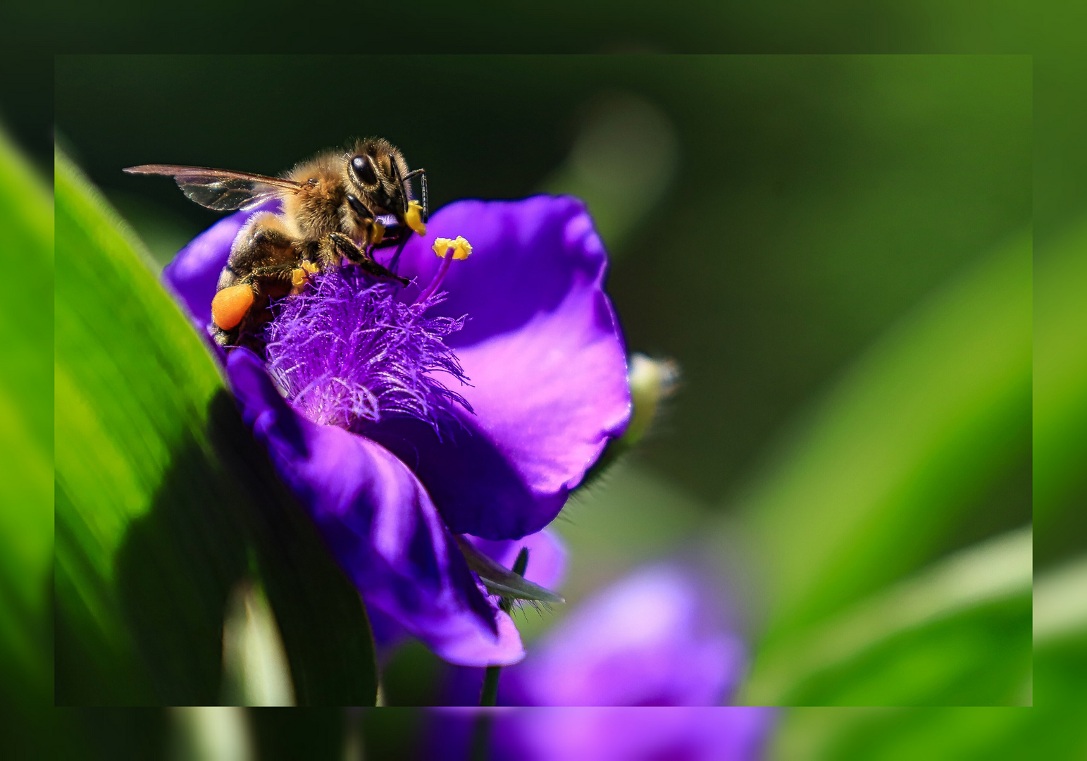 Fleißiges Bienchen bei der Arbeit