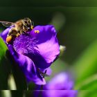 Fleißiges Bienchen bei der Arbeit