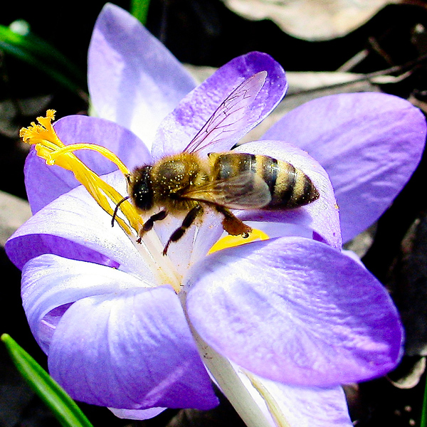 Fleißiges Bienchen bei der Arbeit