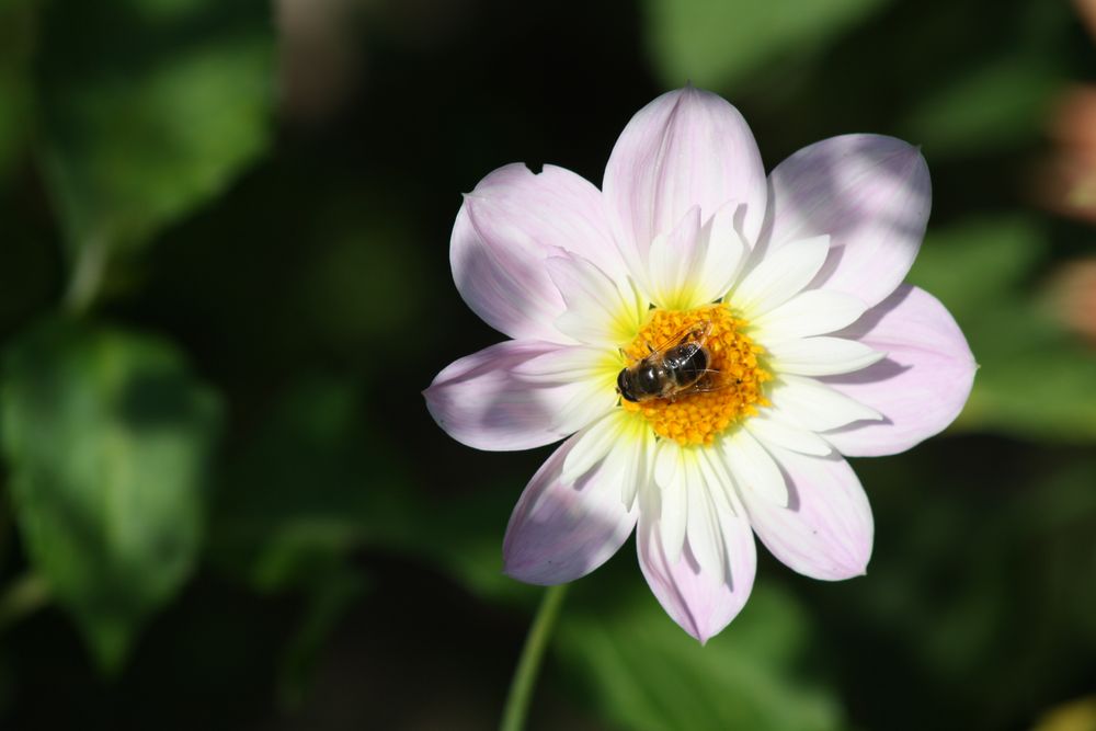 fleißiges Bienchen bei der Arbeit