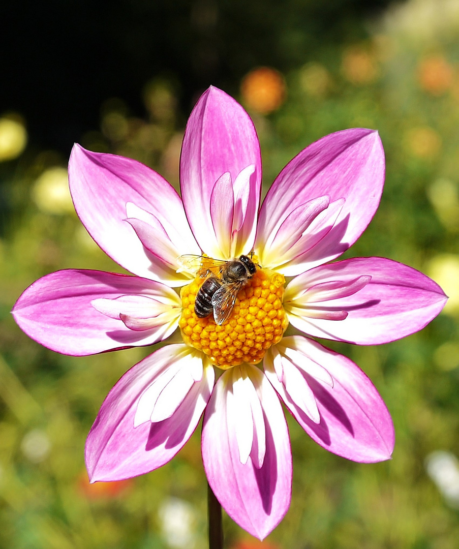 fleißiges Bienchen bei der Arbeit-Happy Summer Day