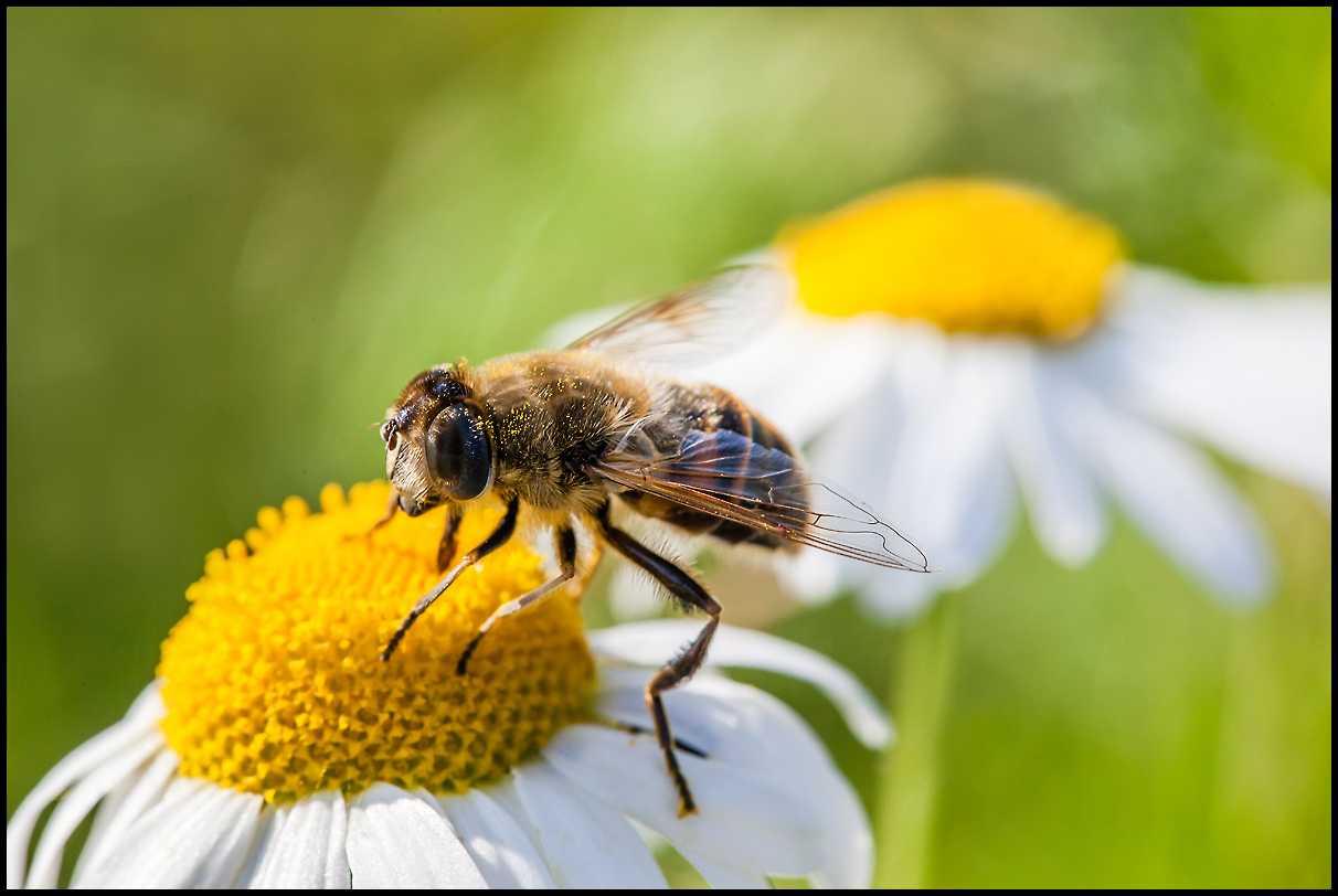 ...Fleißiges Bienchen beim sammeln...