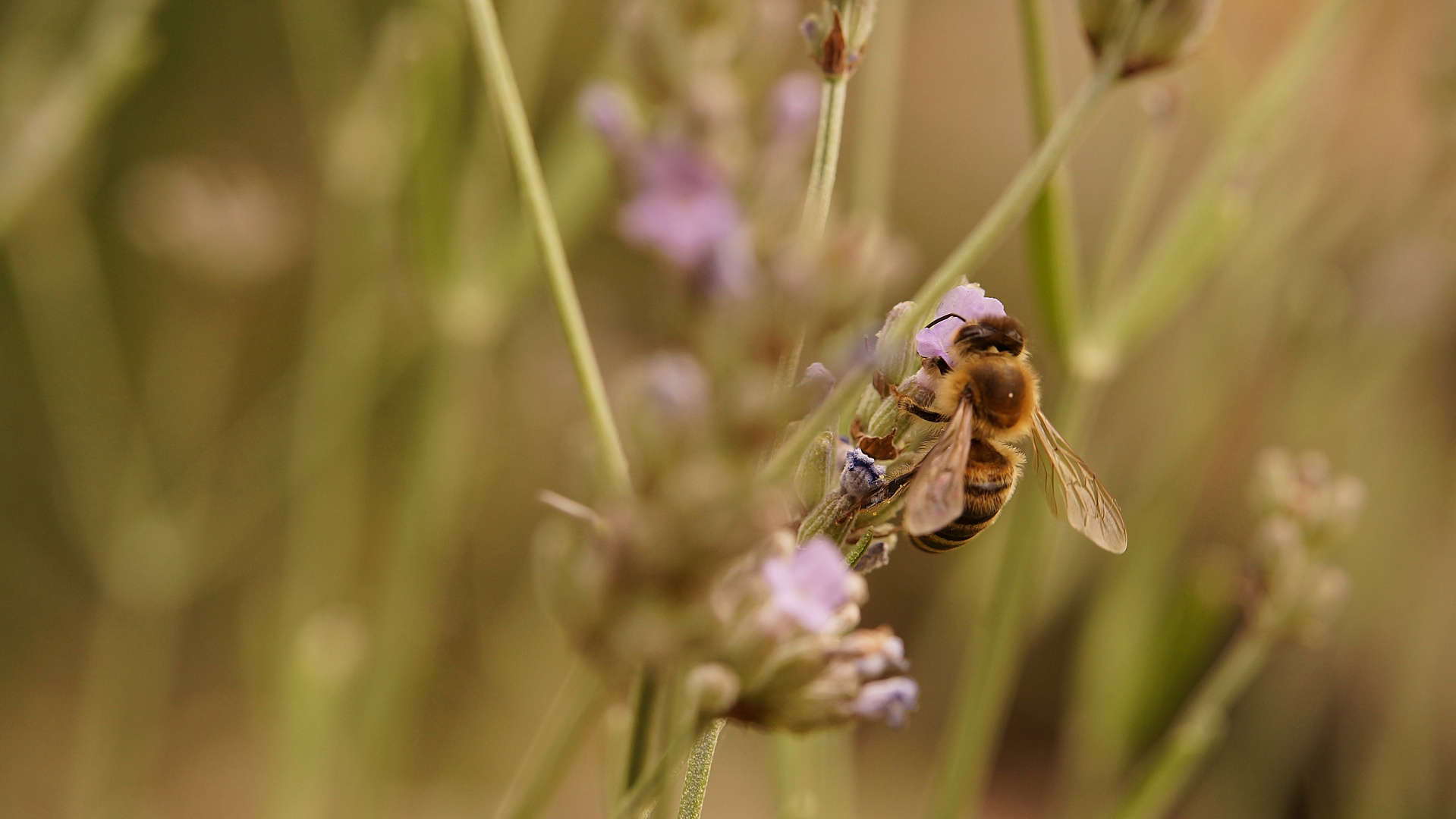 fleißiges Bienchen