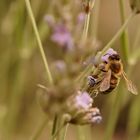 fleißiges Bienchen