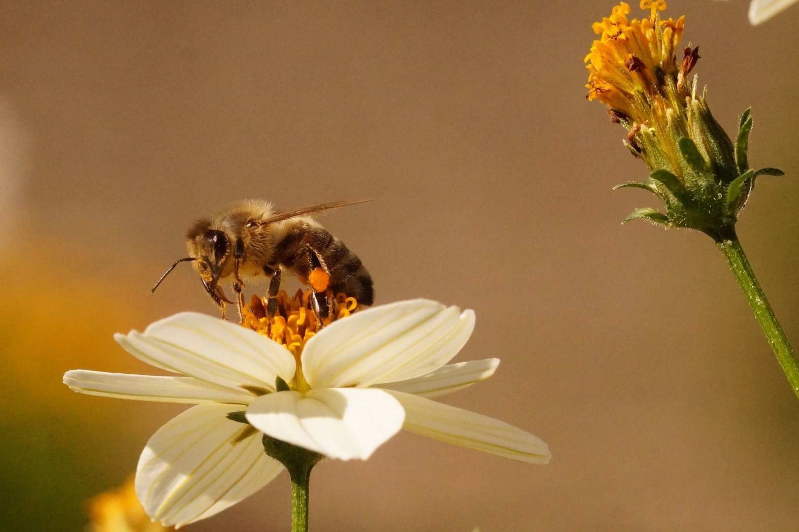 fleißiges Bienchen