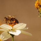 fleißiges Bienchen