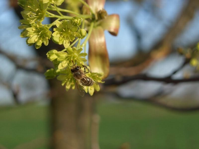 Fleissiges Bienchen