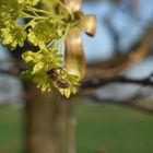 Fleissiges Bienchen