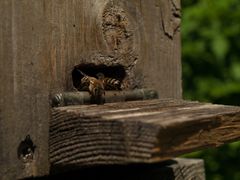 Fleissiges Bienchen - Botanischer Garten Augsburg