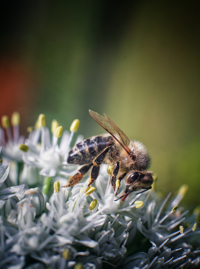 Fleißiges Bienchen