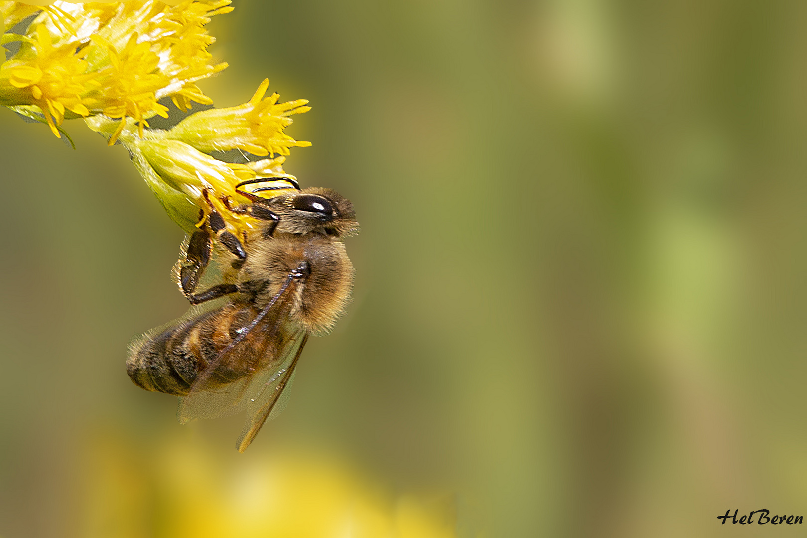 Fleißiges Bienchen 