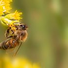 Fleißiges Bienchen 