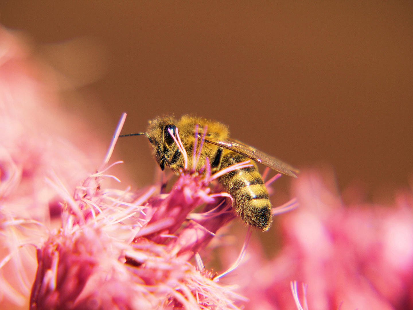 Fleißiges Bienchen