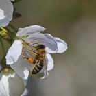 Fleißiges Bienchen