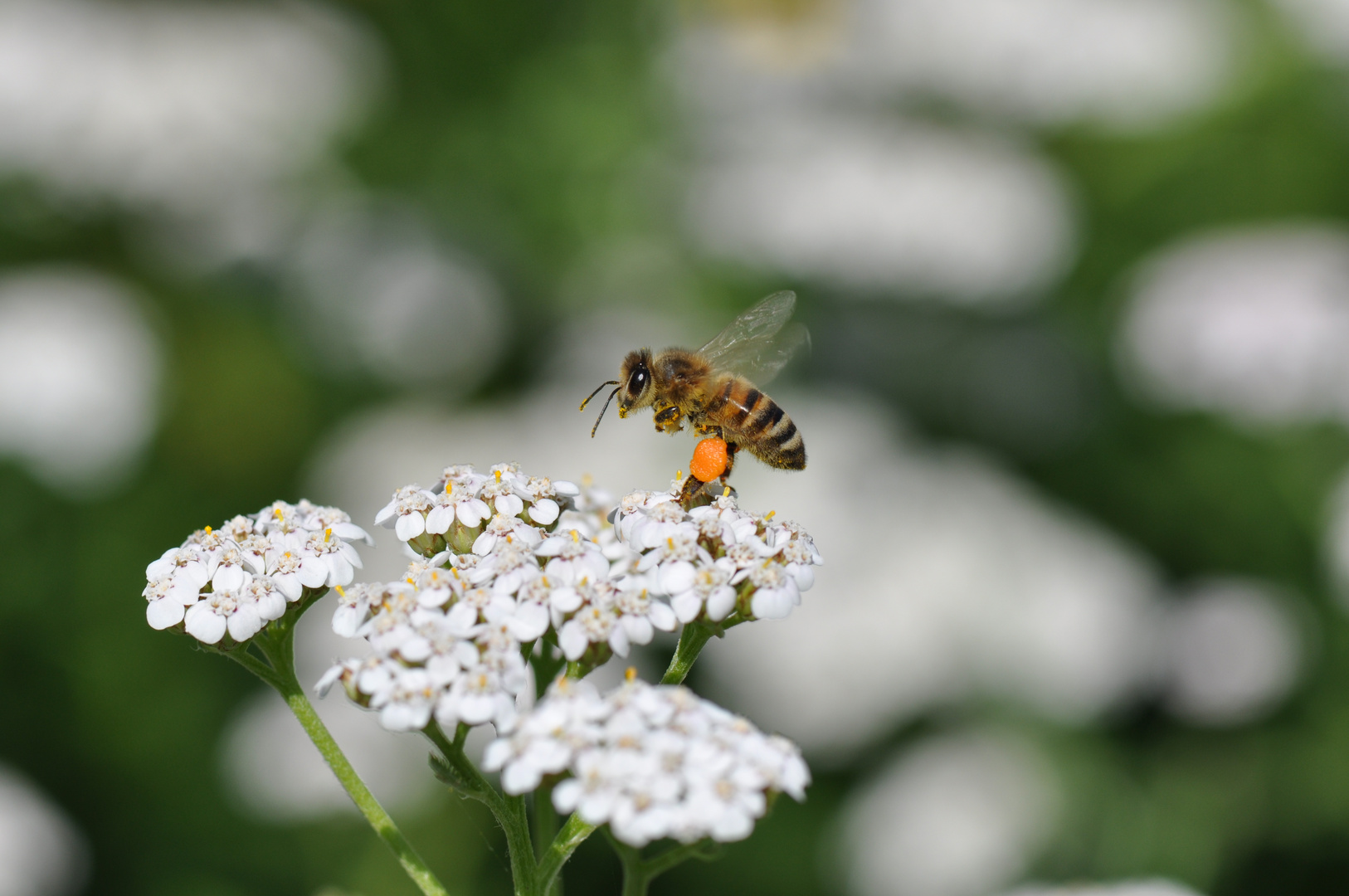 fleißiges Bienchen