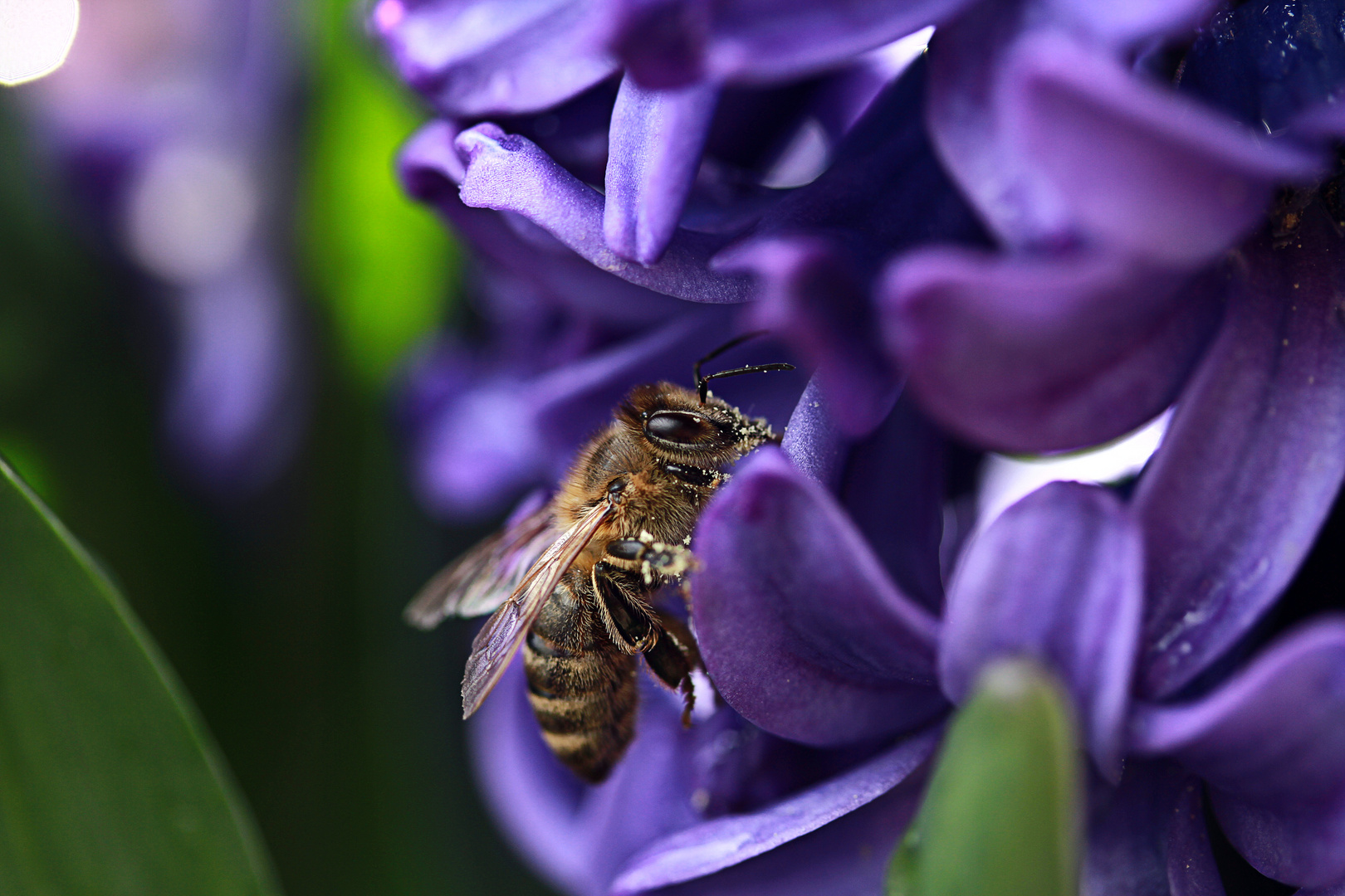 Fleißiges Bienchen