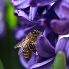 Fleißiges Bienchen