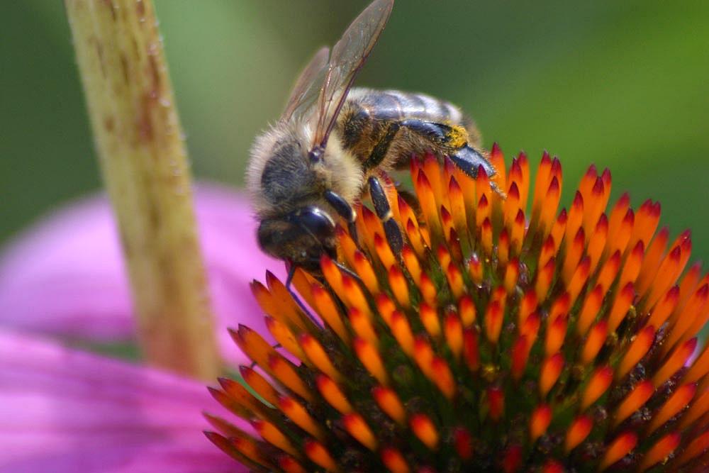 Fleissiges Bienchen...