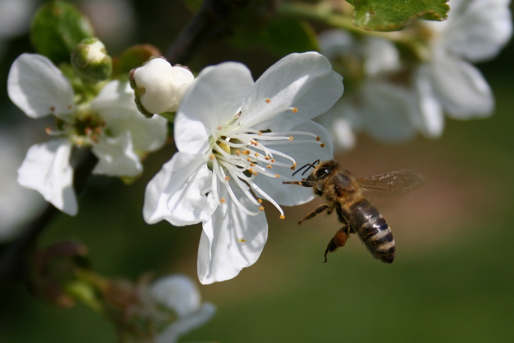 Fleißiges Bienchen