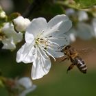 Fleißiges Bienchen