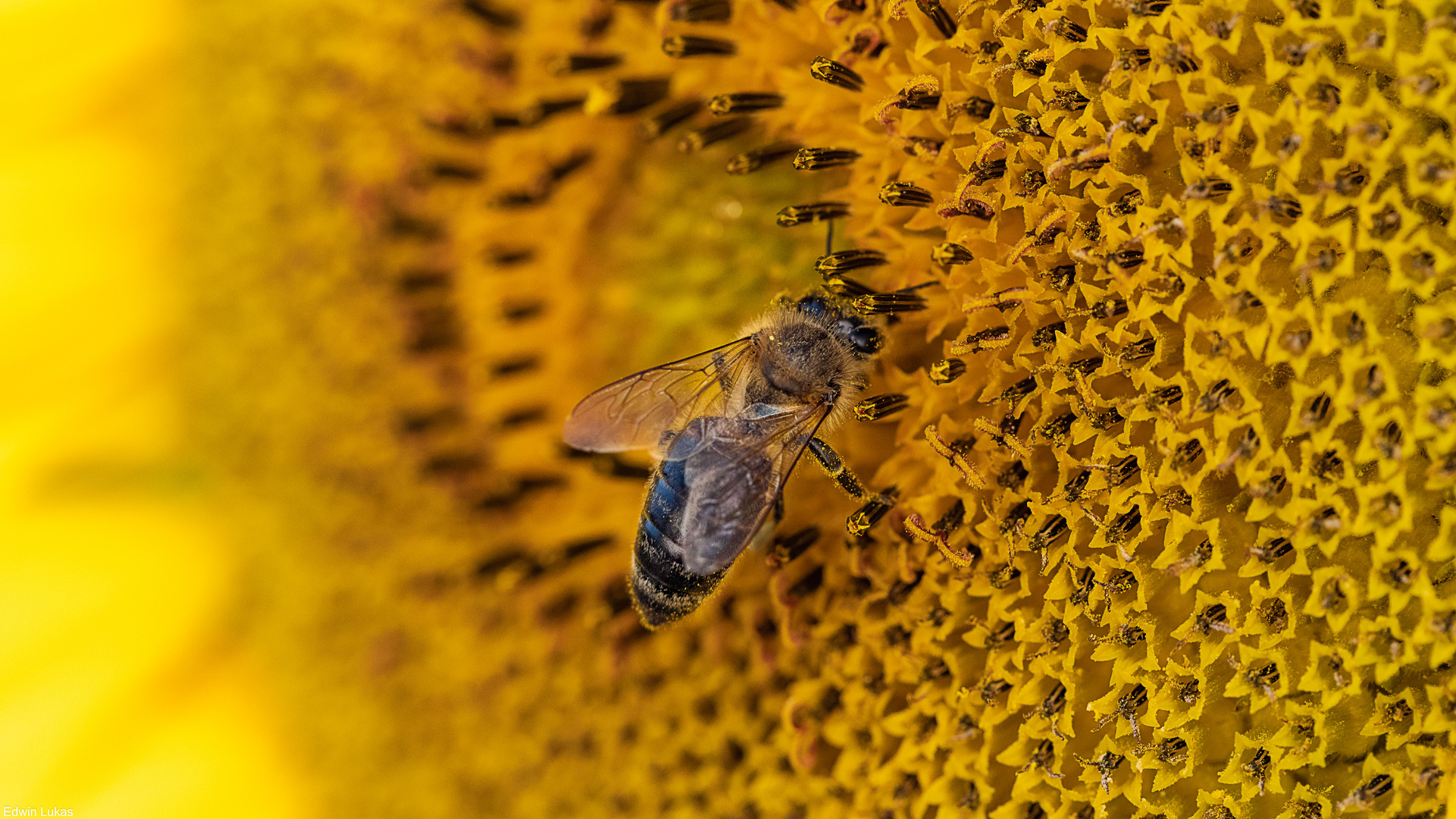 Fleißiges Bienchen