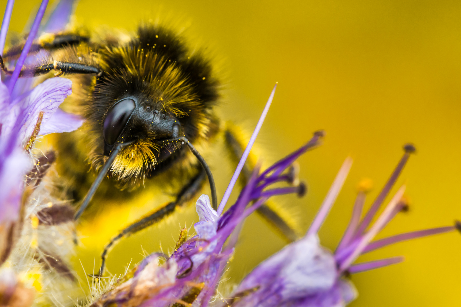 fleißiges Bienchen