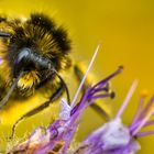 fleißiges Bienchen