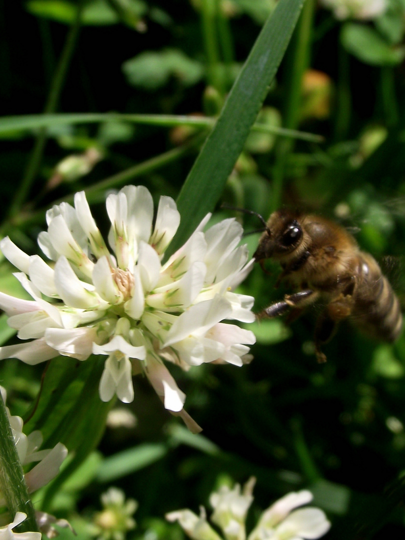 fleißiges bienchen :-)