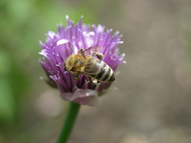 fleißiges Bienchen