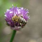 fleißiges Bienchen