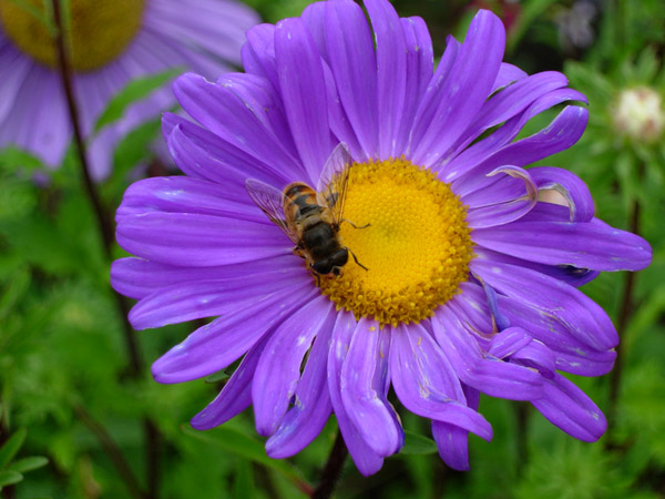 fleißiges Bienchen