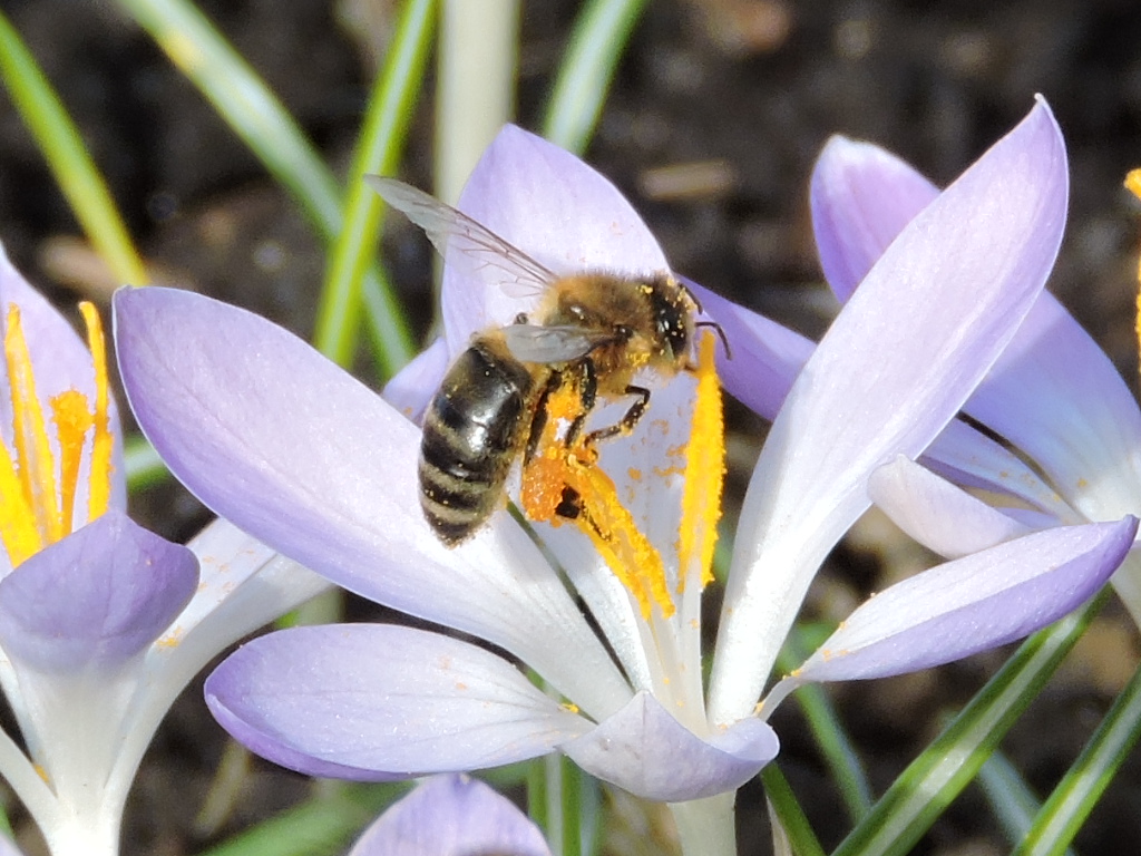 Fleißiges Bienchen