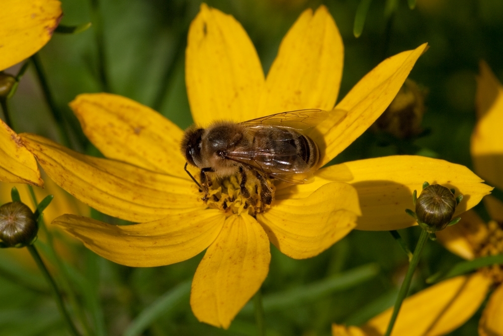 fleißiges Bienchen