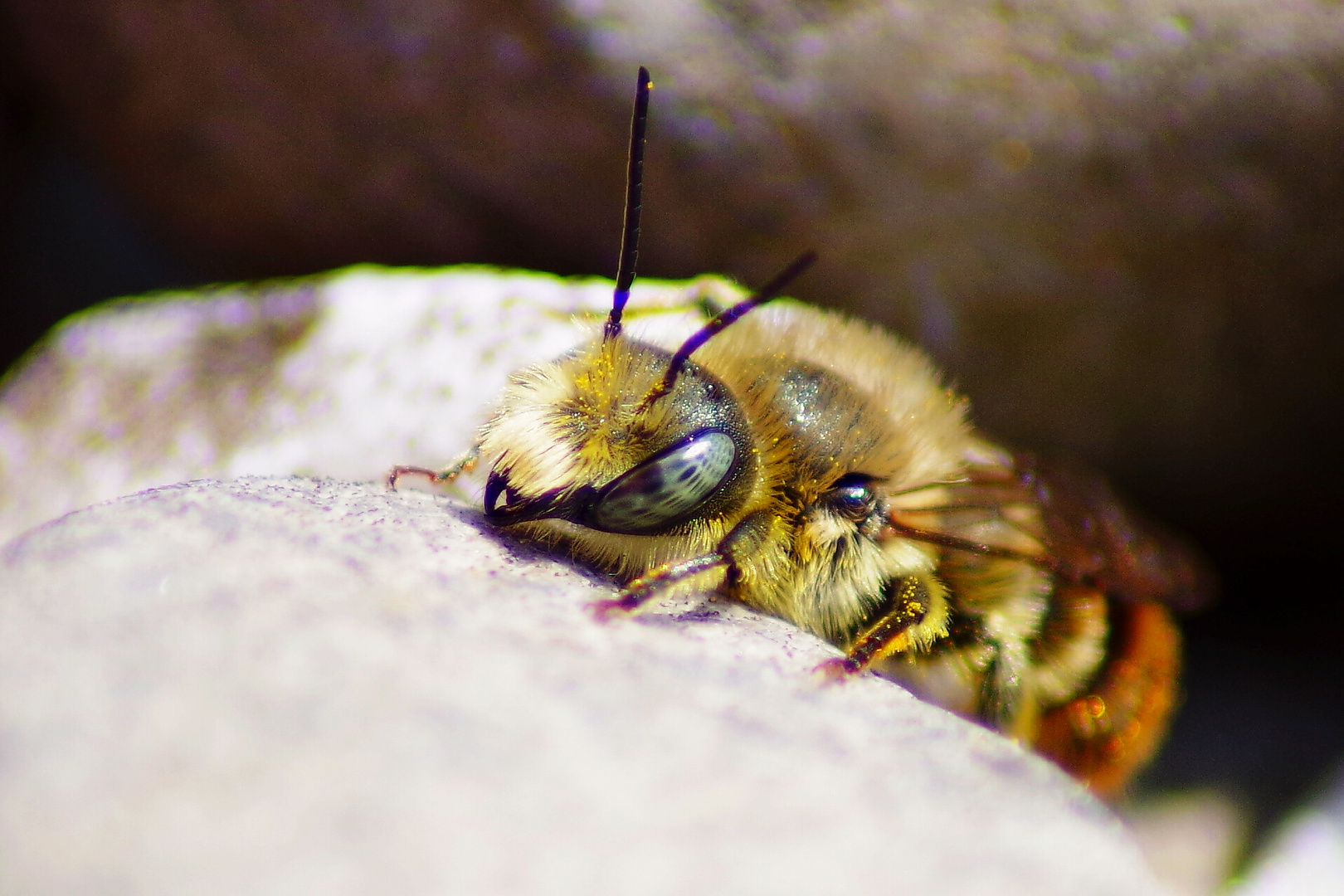 fleißiges Bienchen