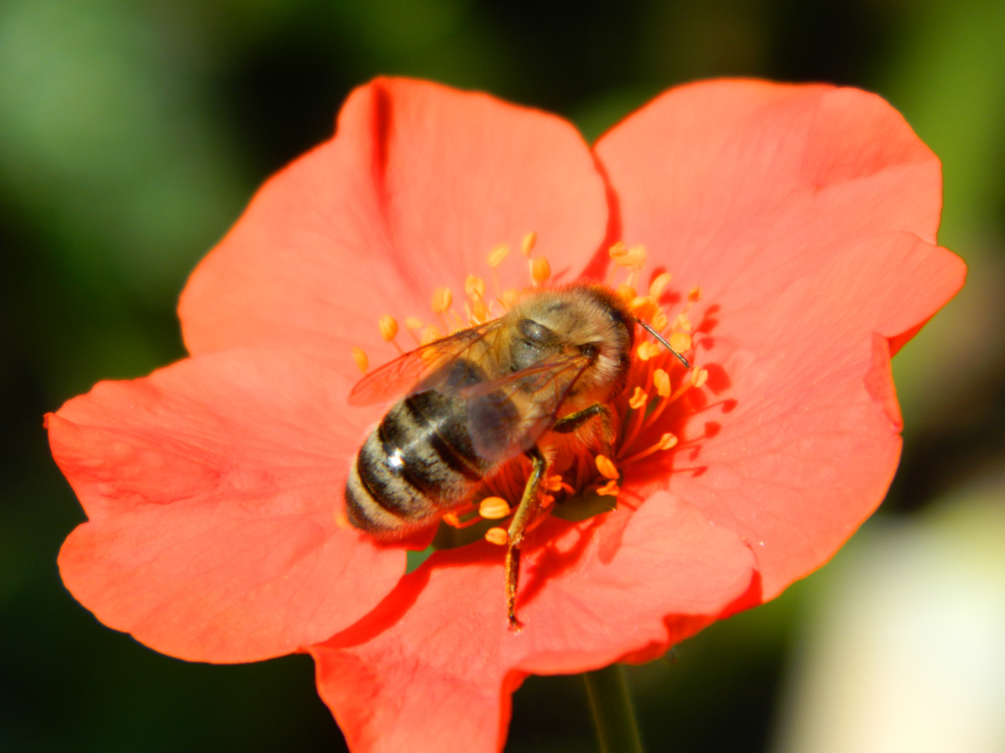 Fleißiges Bienchen