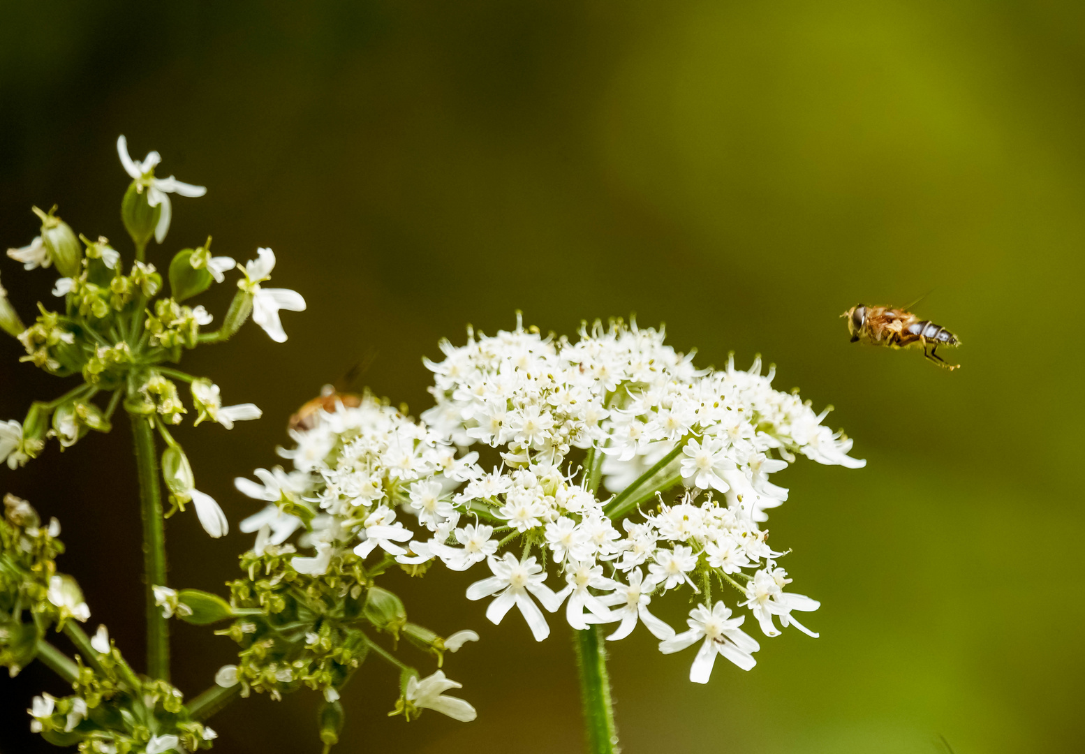 Fleißiges Bienchen