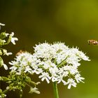 Fleißiges Bienchen