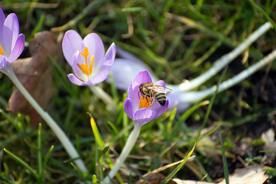 fleißiges Bienchen...