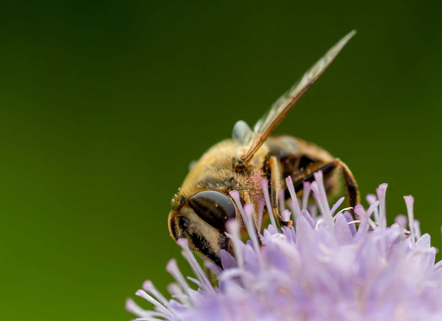 Fleißiges Bienchen