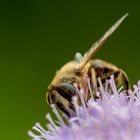 Fleißiges Bienchen