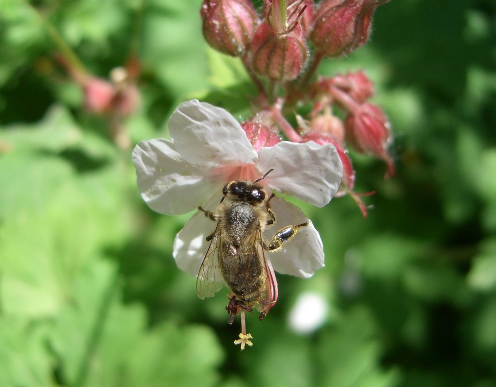 Fleißiges Bienchen