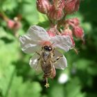 Fleißiges Bienchen