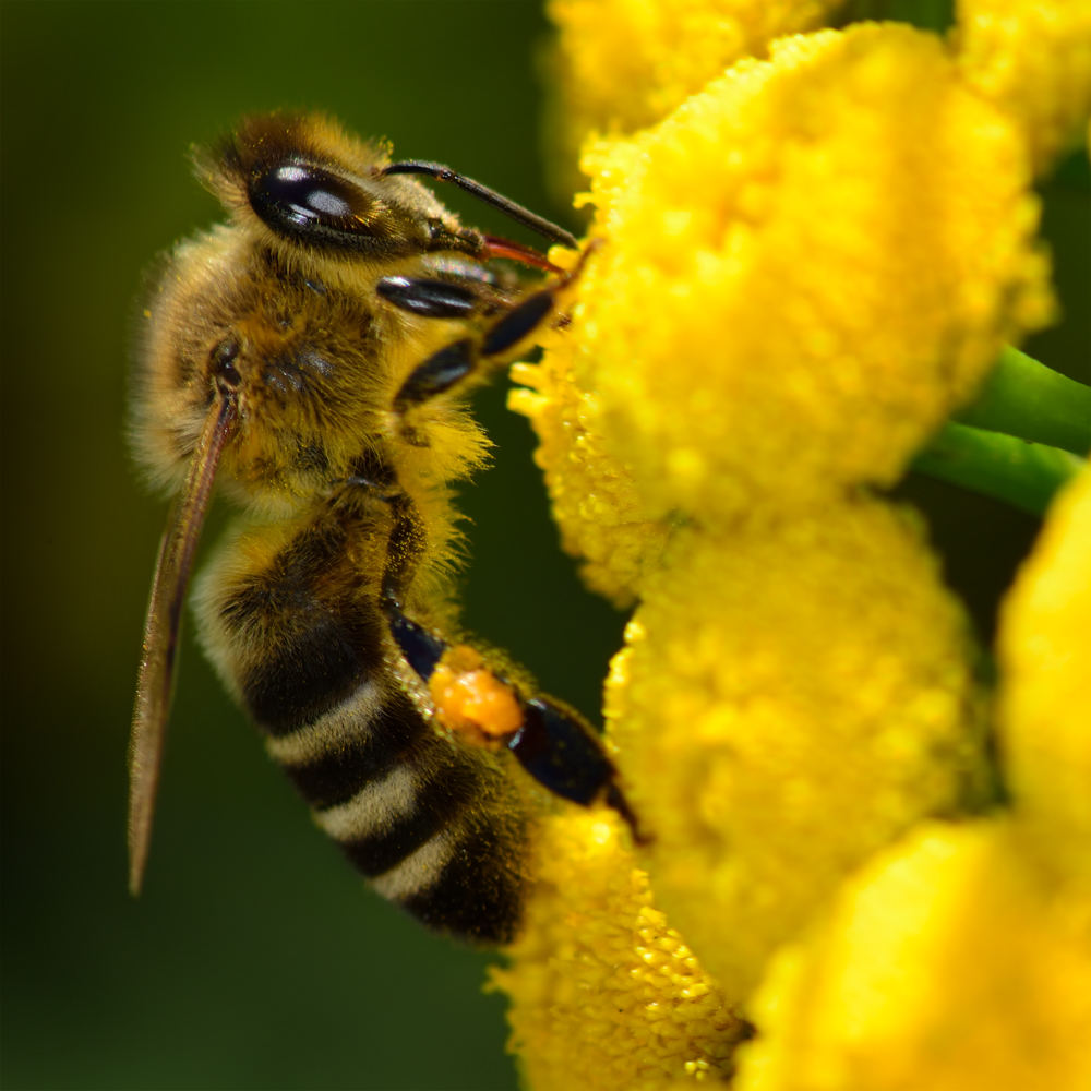 Fleißiges Bienchen...