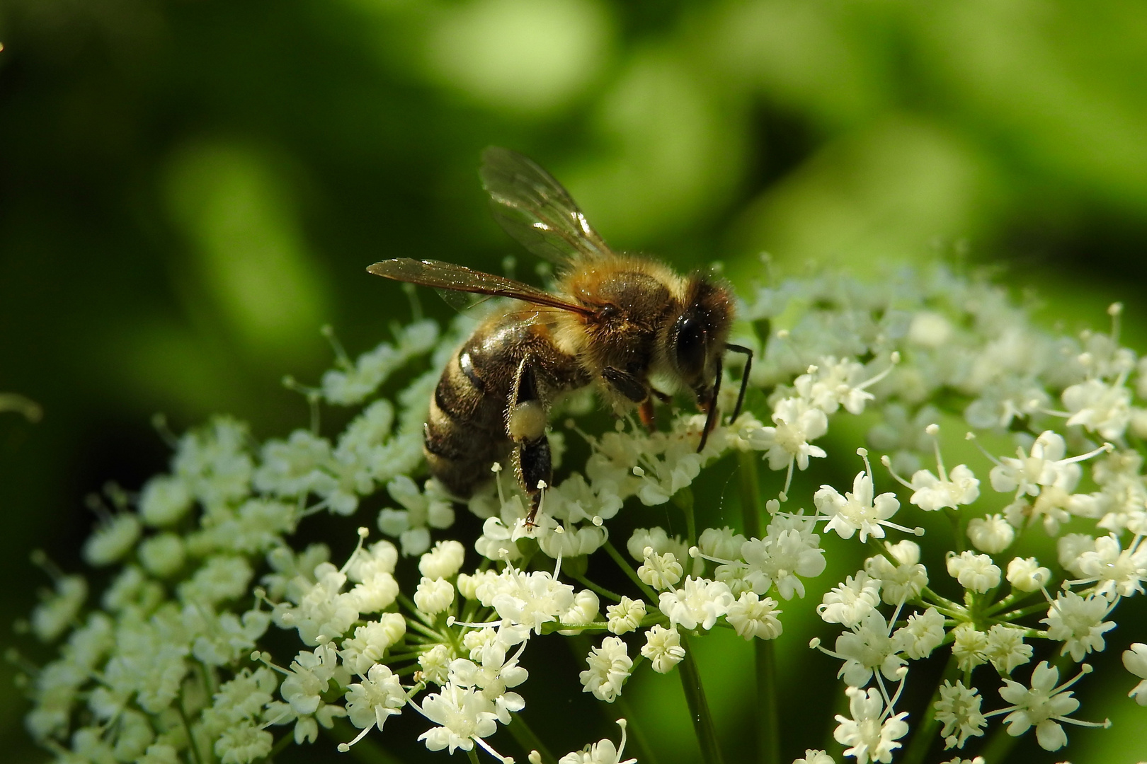 fleißiges Bienchen