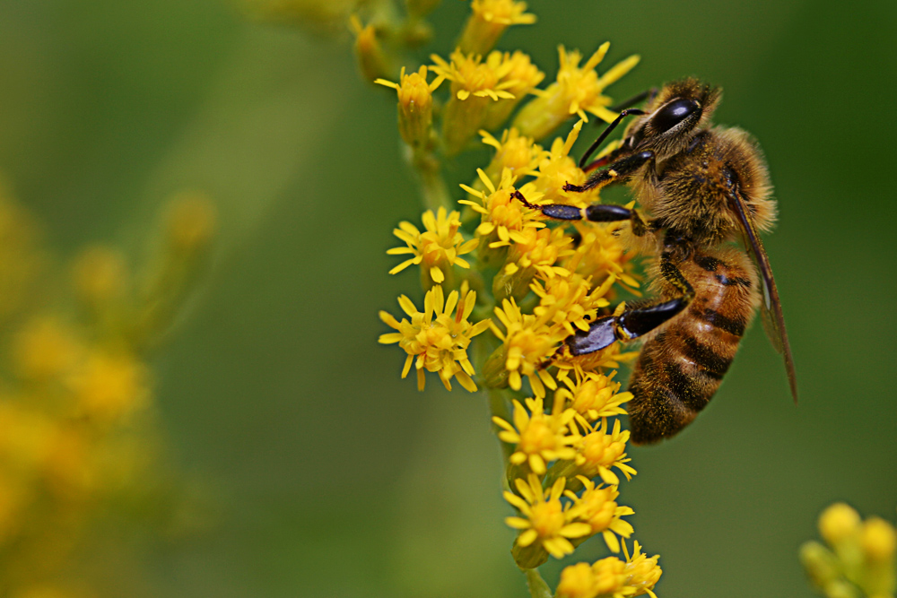 Fleissiges Bienchen