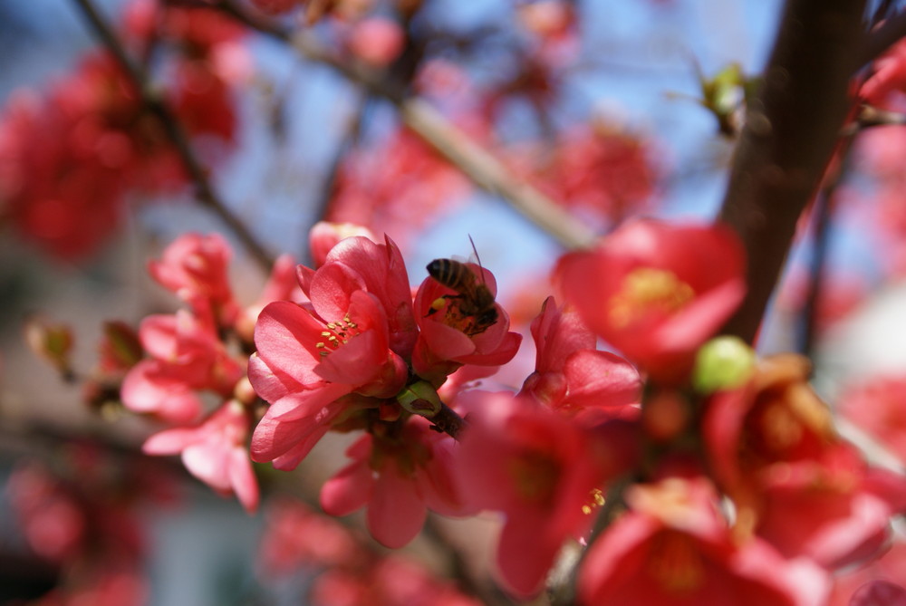 Fleissiges Bienchen