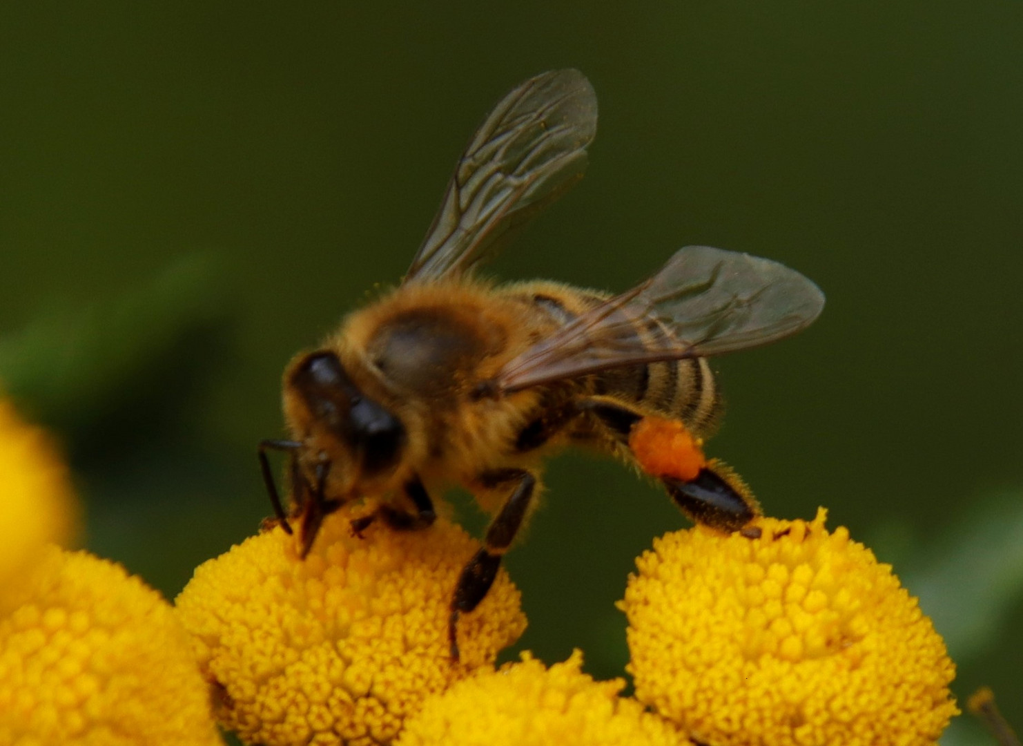 Fleißiges Bienchen