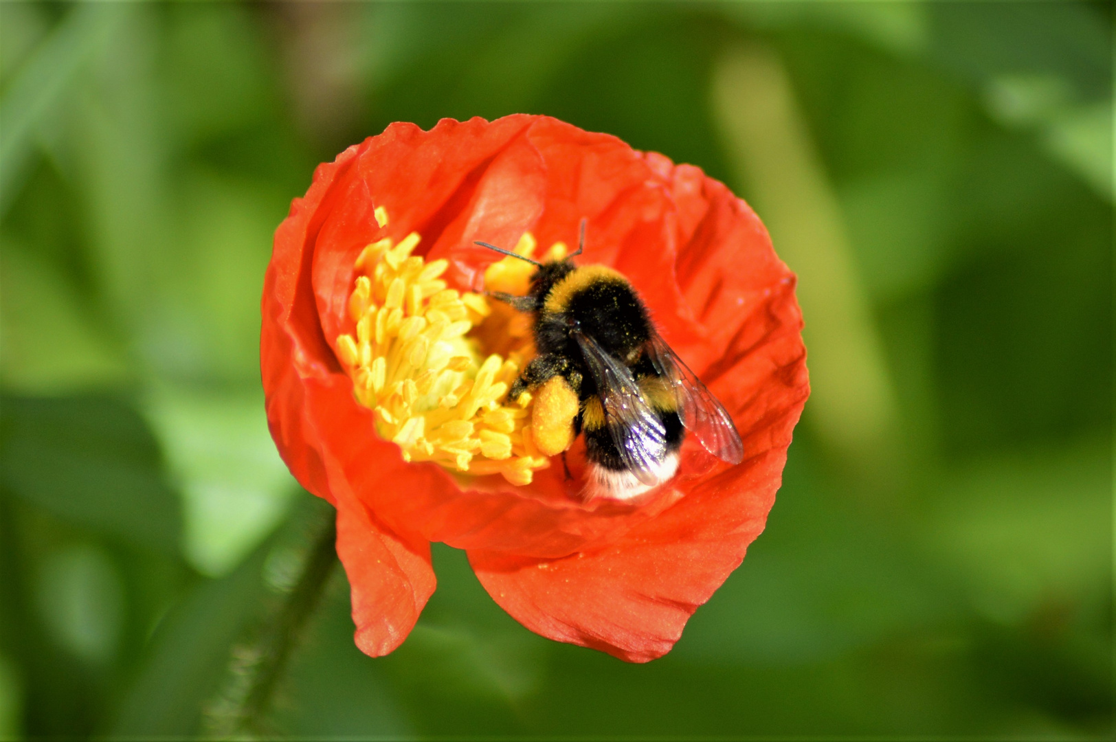 fleißiges Bienchen