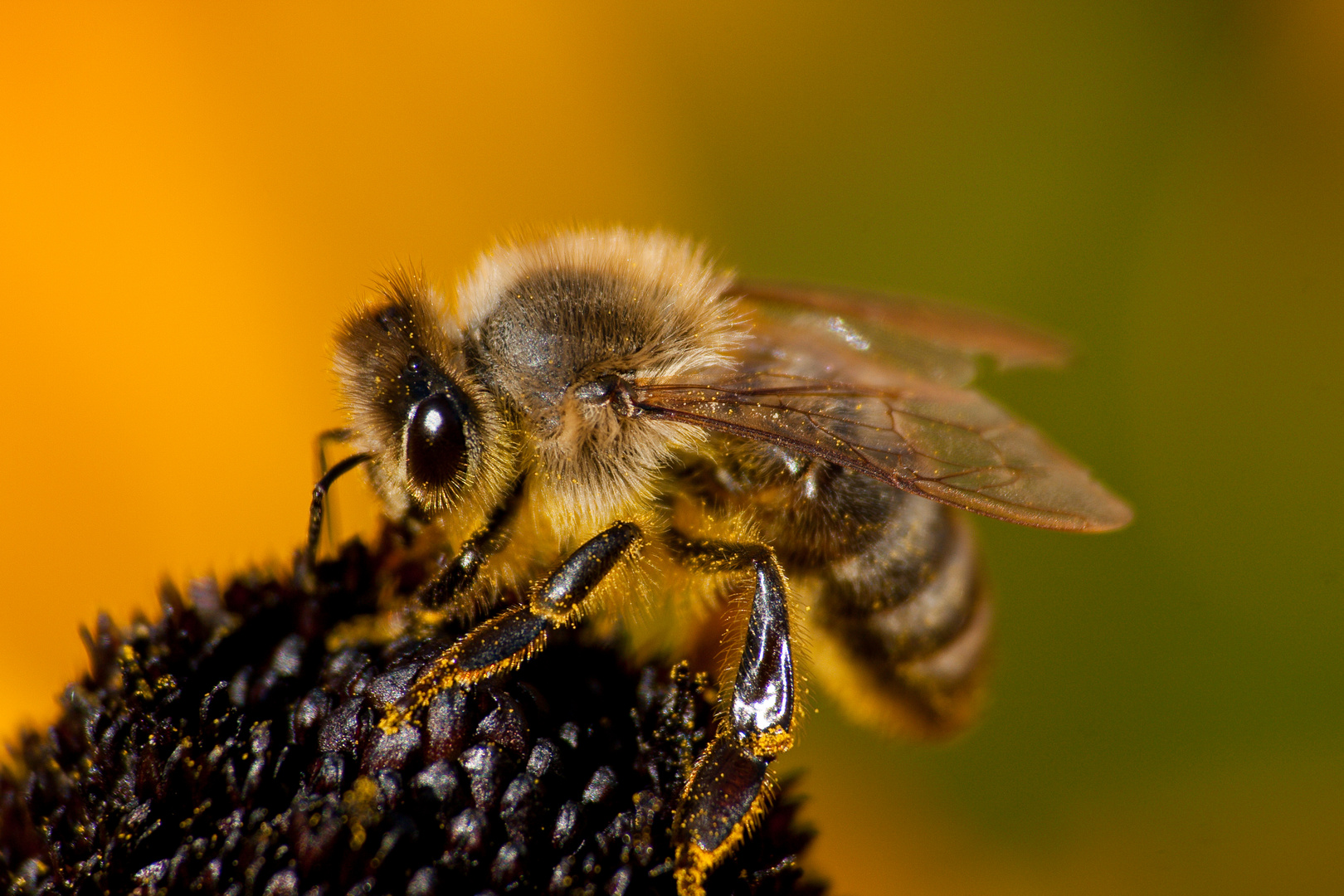 fleissiges Bienchen