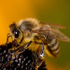 fleissiges Bienchen